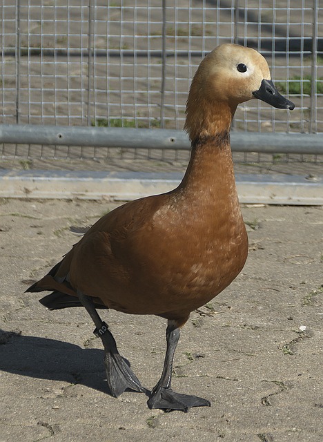 金概析
